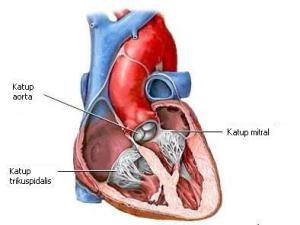 anatomi_jantung